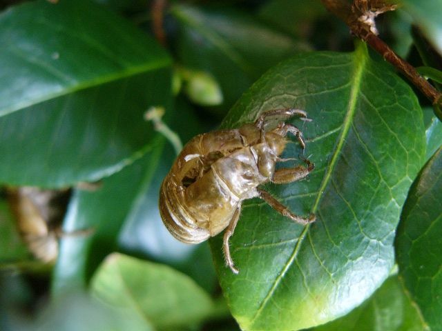 夏の名残り（昆虫の嫌いな人は見ないでね）