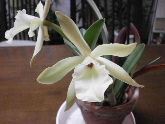 Rl.glauca'Nobuko'