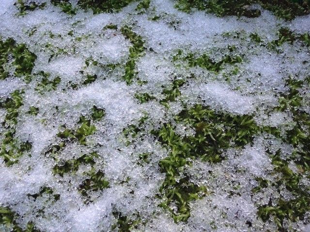 苔に積もった雪