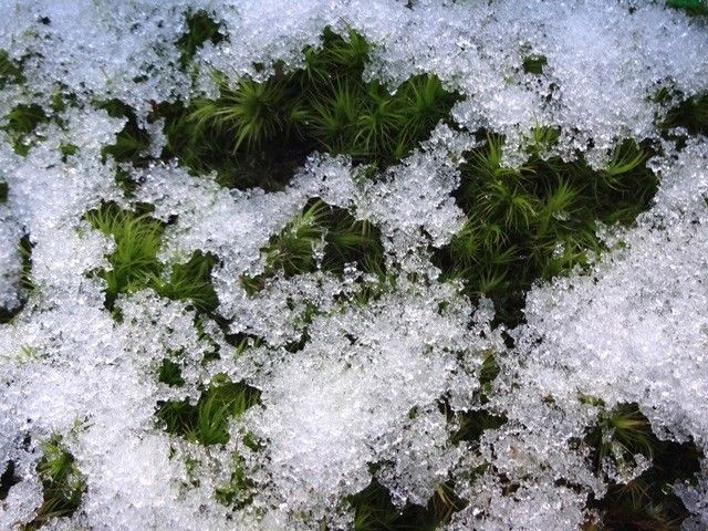 苔に積もった雪