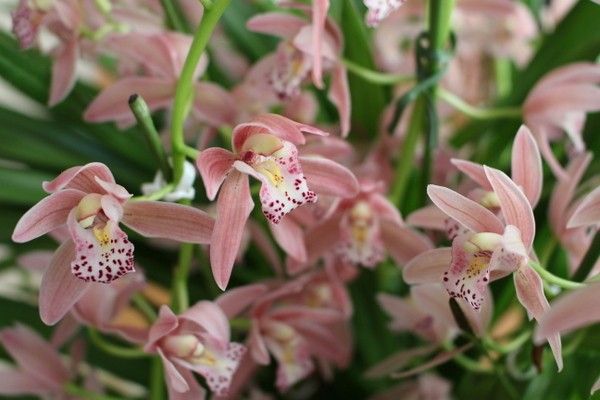 ランの花満開と咲き始め