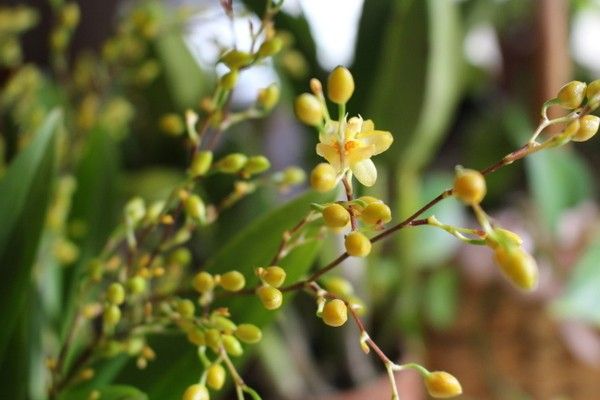 ランの花満開と咲き始め