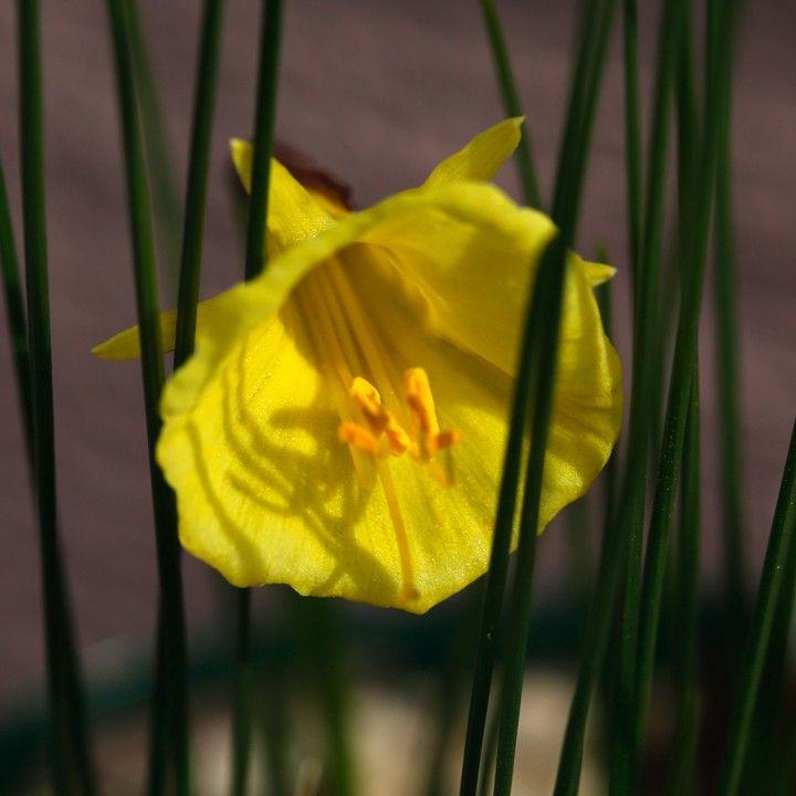 黄色の花