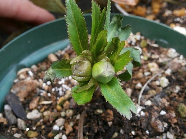 株分けした株にそれぞれ花芽・2