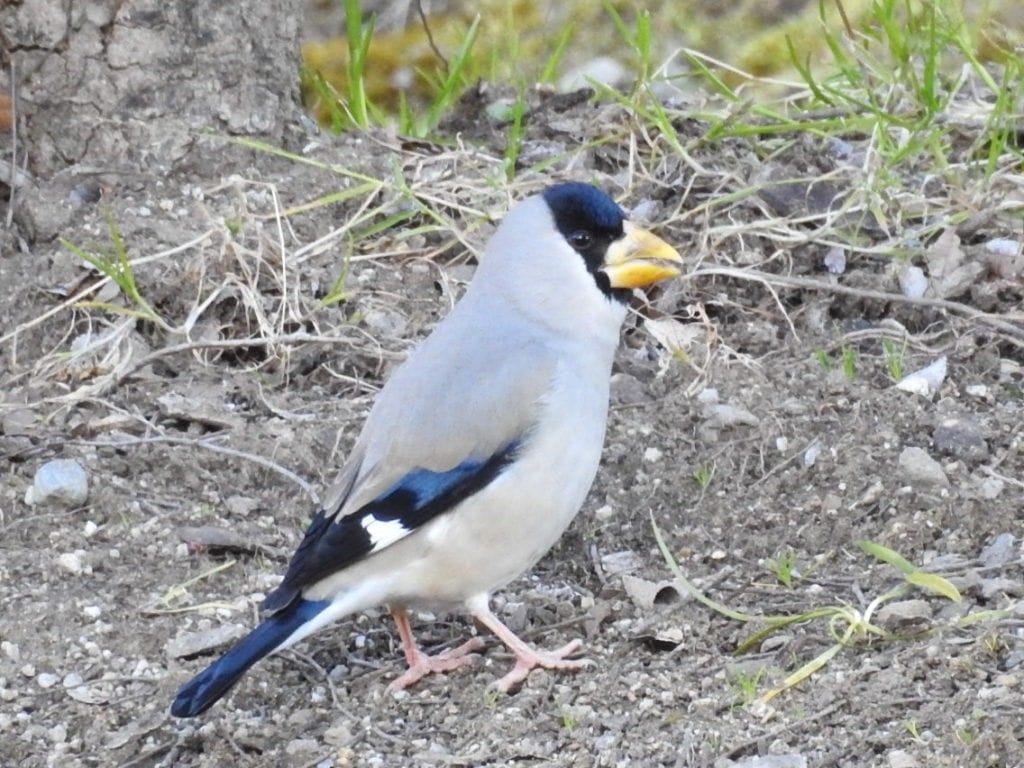 久しぶりのウォーキング♪