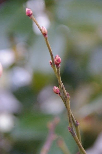 赤い花芽