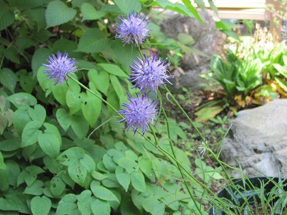 キキョウ科の花