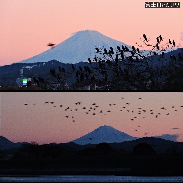 富士山と朝焼け。ウォーキングMS⑤8日目(1468日目)