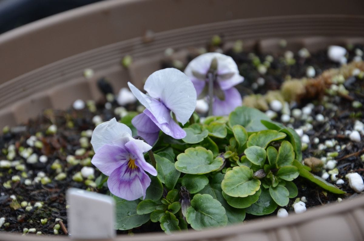 ビオラ　ソルベ　ピンクハロー　の花色