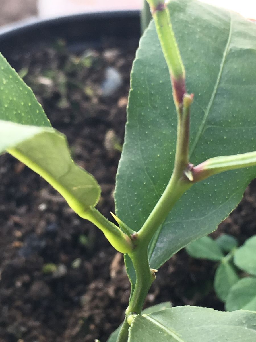 無事に冬を乗り越えて🌱、「柑橘系さん」