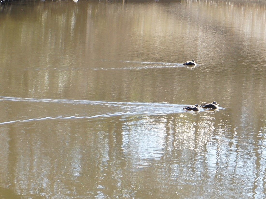 青葉の森公園