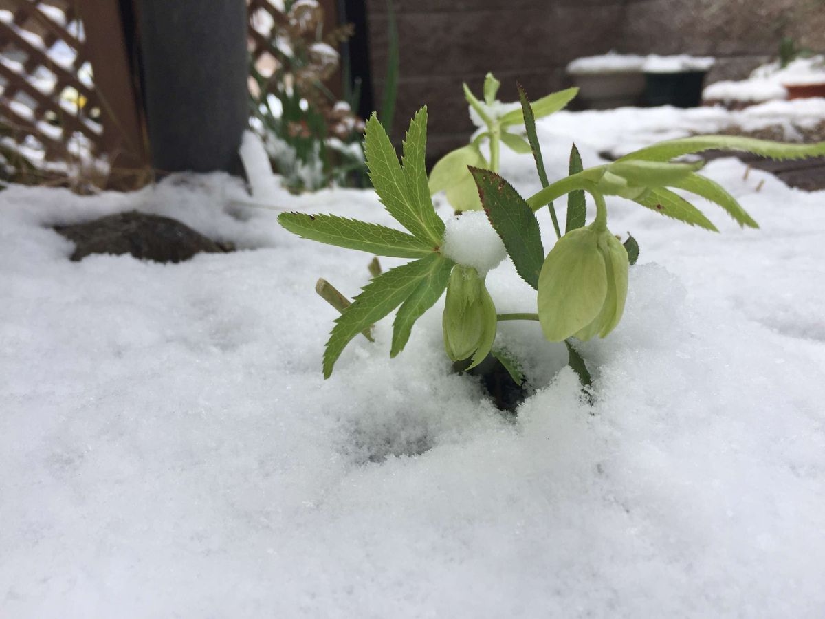 先日の雪の日