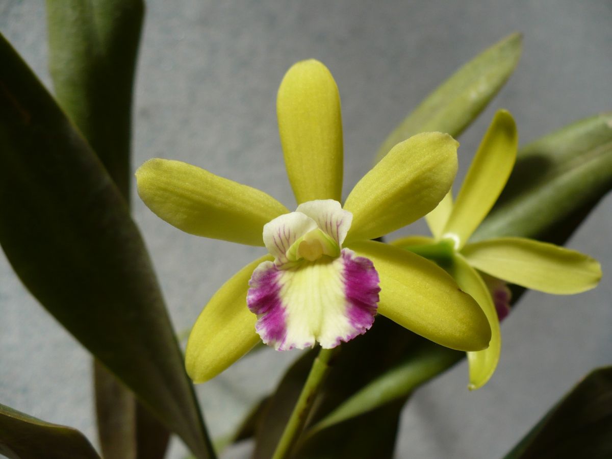 Epidendrum Hybrids Greenbird　‘Brillant’