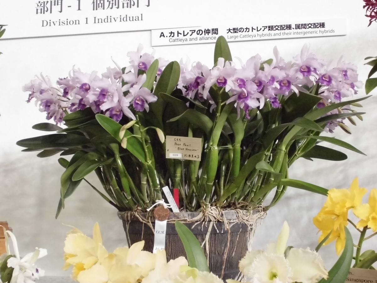 世界らん展お気に入りの花♡