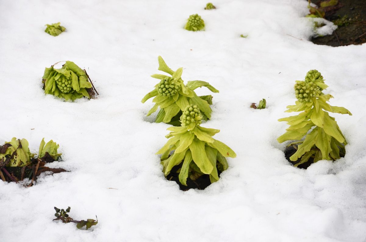 ヒマラヤユキノシタは、雪の下、ですよ。(*^▽^*)