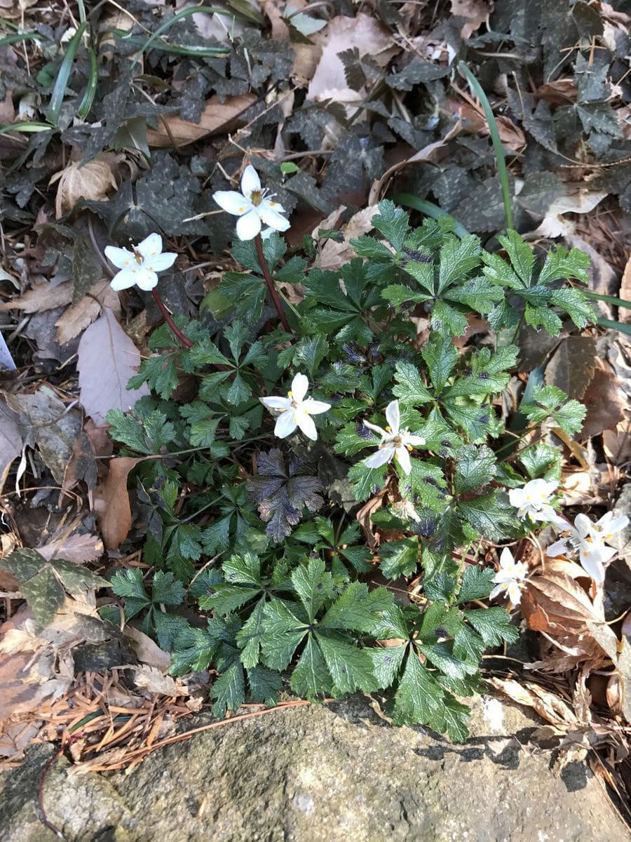 山野草