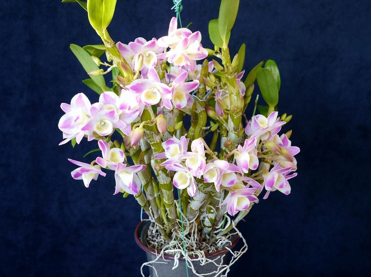 Den.China Dream Crystal