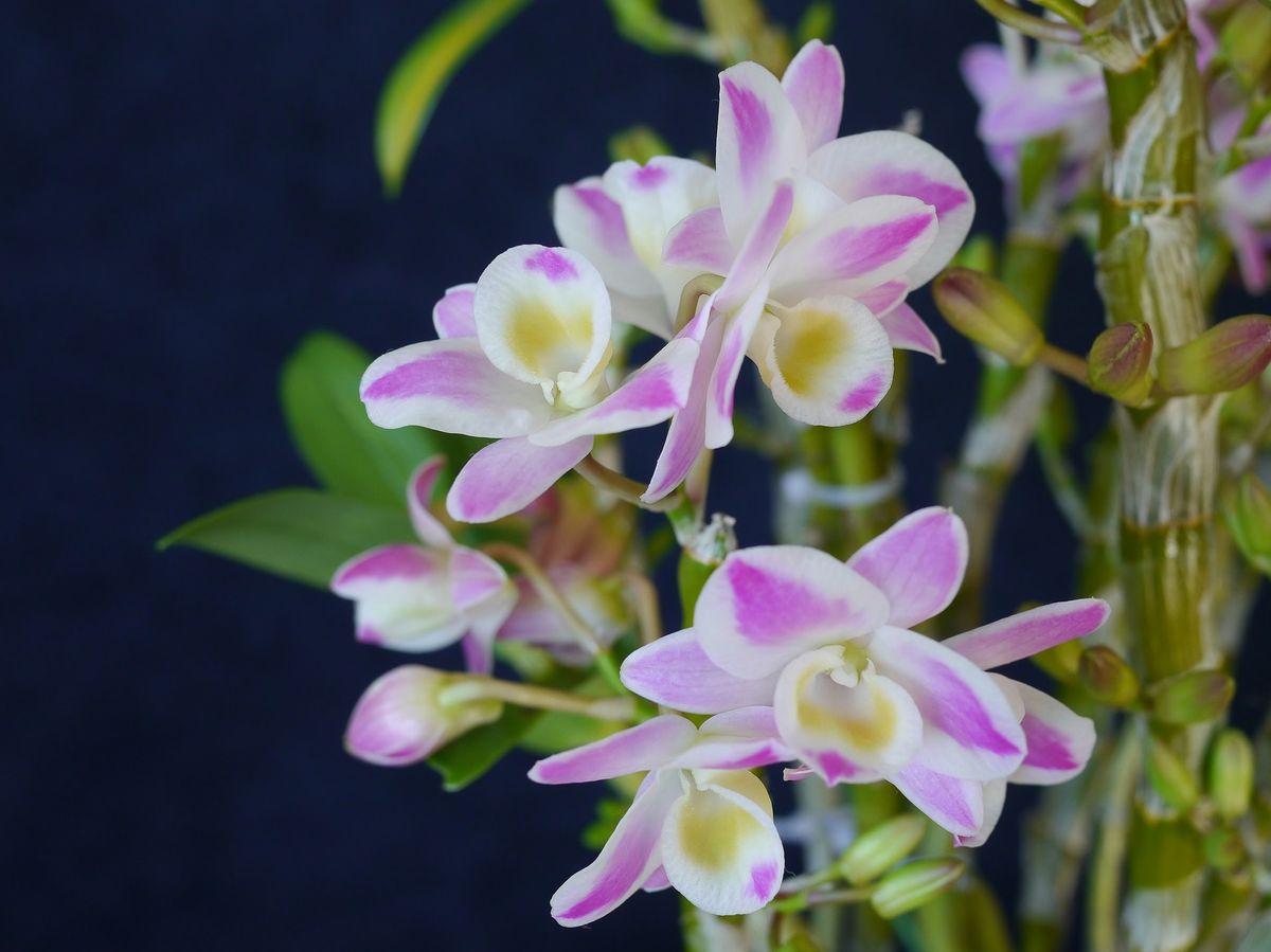 Den.China Dream Crystal