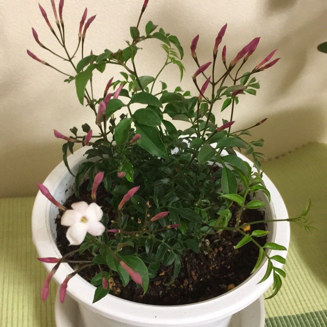 春の寄せ植え