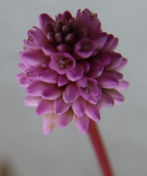 Persicaria capitata