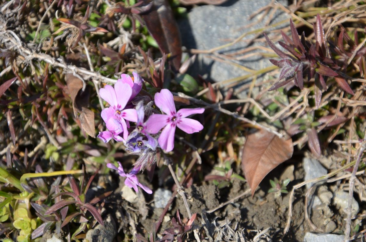 シバザクラ(芝桜）が咲いていました。春ですね！