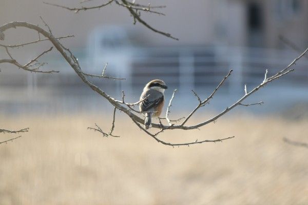 モズですね