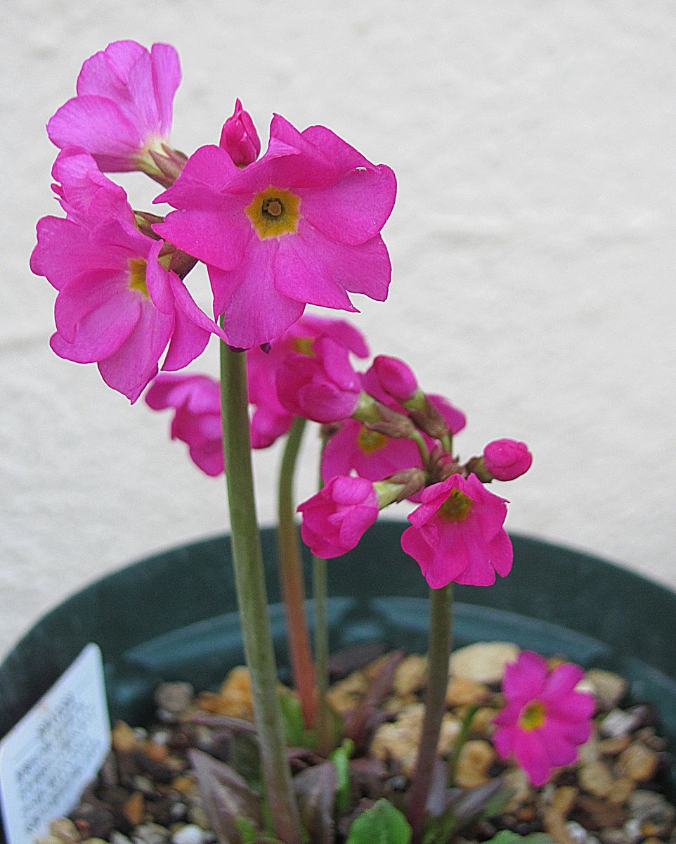 頑張るお花