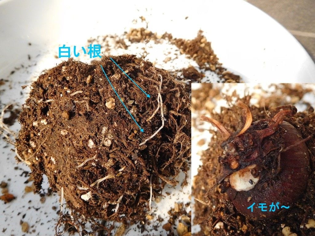 寄せ植えの手直し