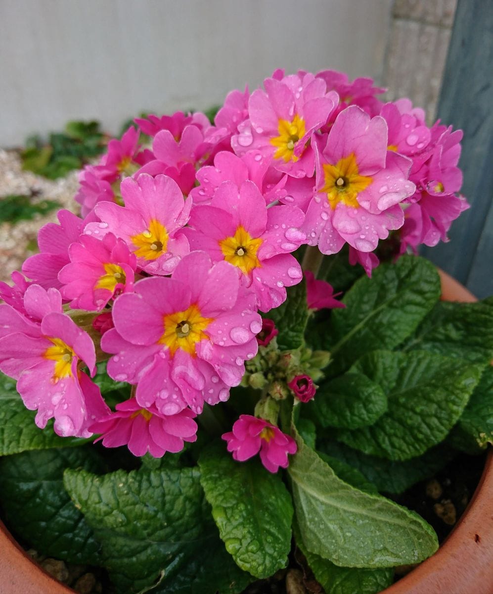 ぽかぽか陽気からの～雨。