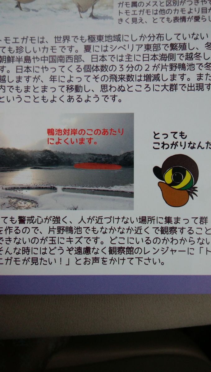 鳥ネタ🐥鴨池に行ってきました☺その②