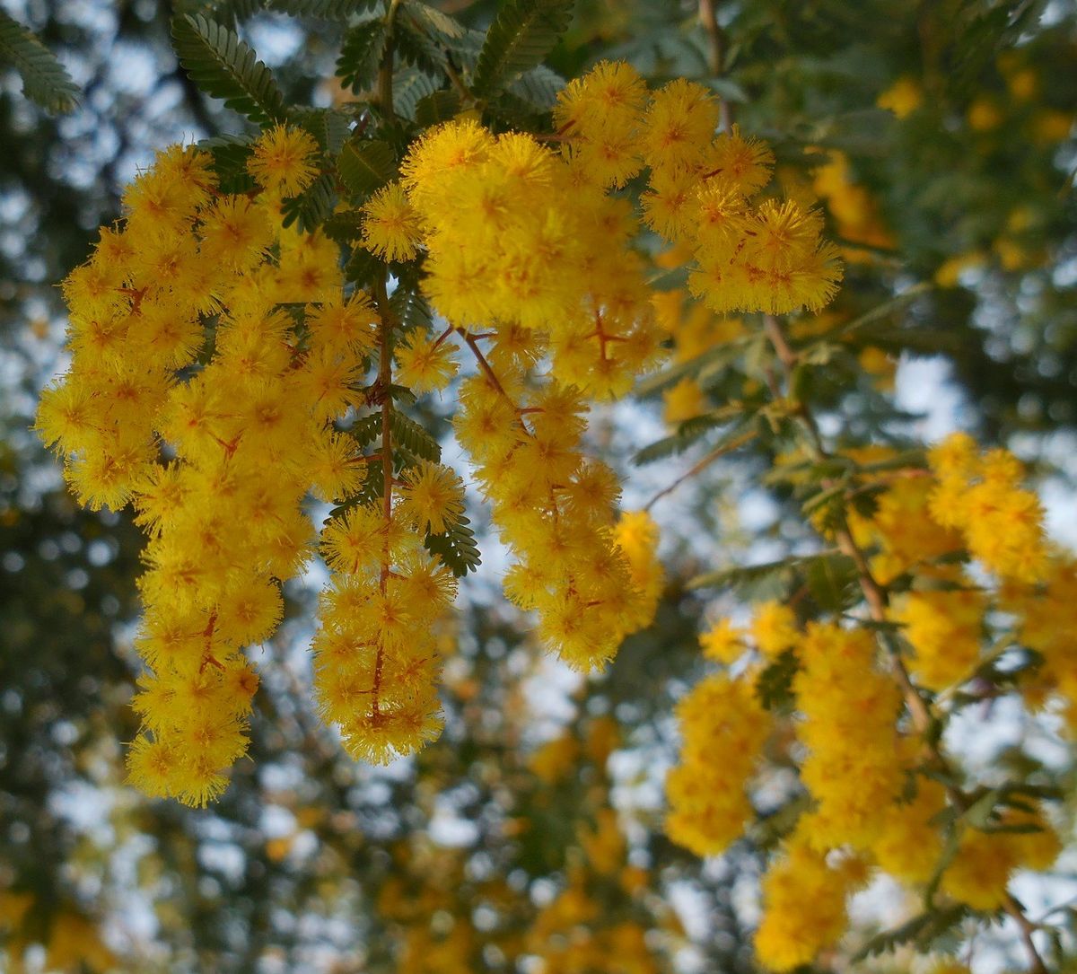 ミモザが開花・・