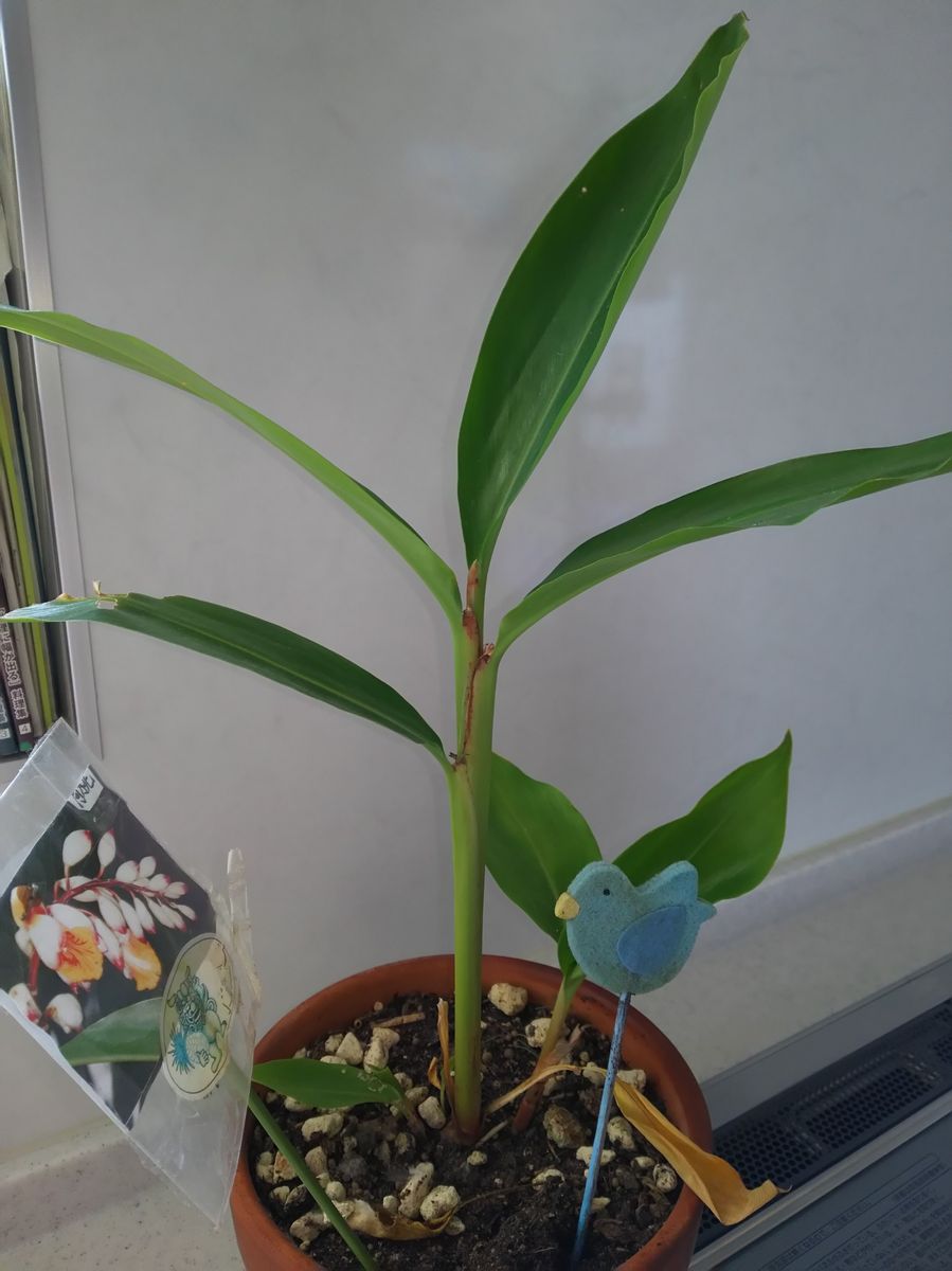 新入りのOKINAWA植物たち。越冬中～