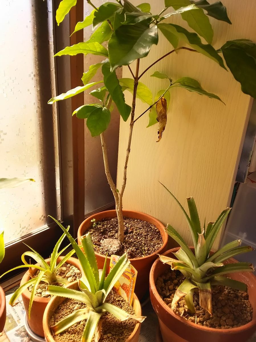 続・OKINAWAの新入り❕プラス在住の熱帯植物たち🍍