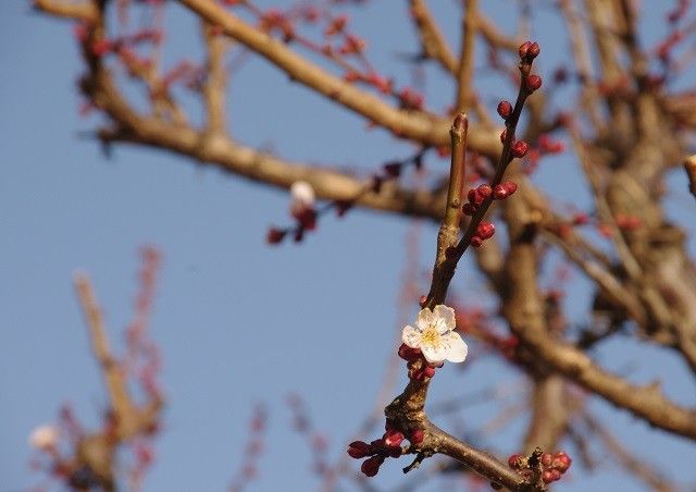 春の花咲きだしたよ