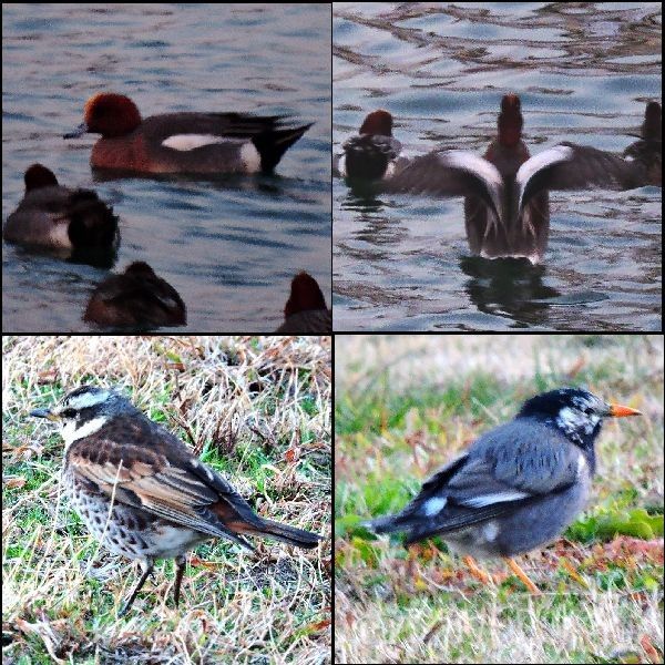 野鳥風月。ウォーキングMS⑤12日目(1472日目)