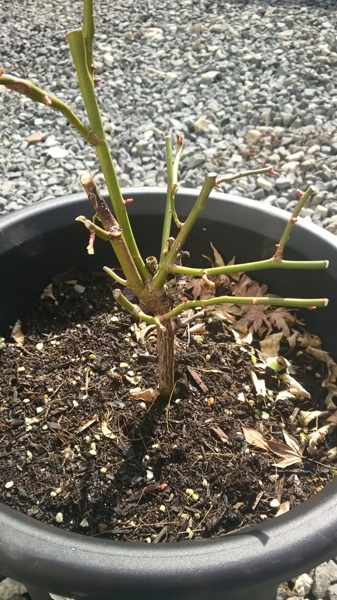 植え替えてするべき？ツルバラ。