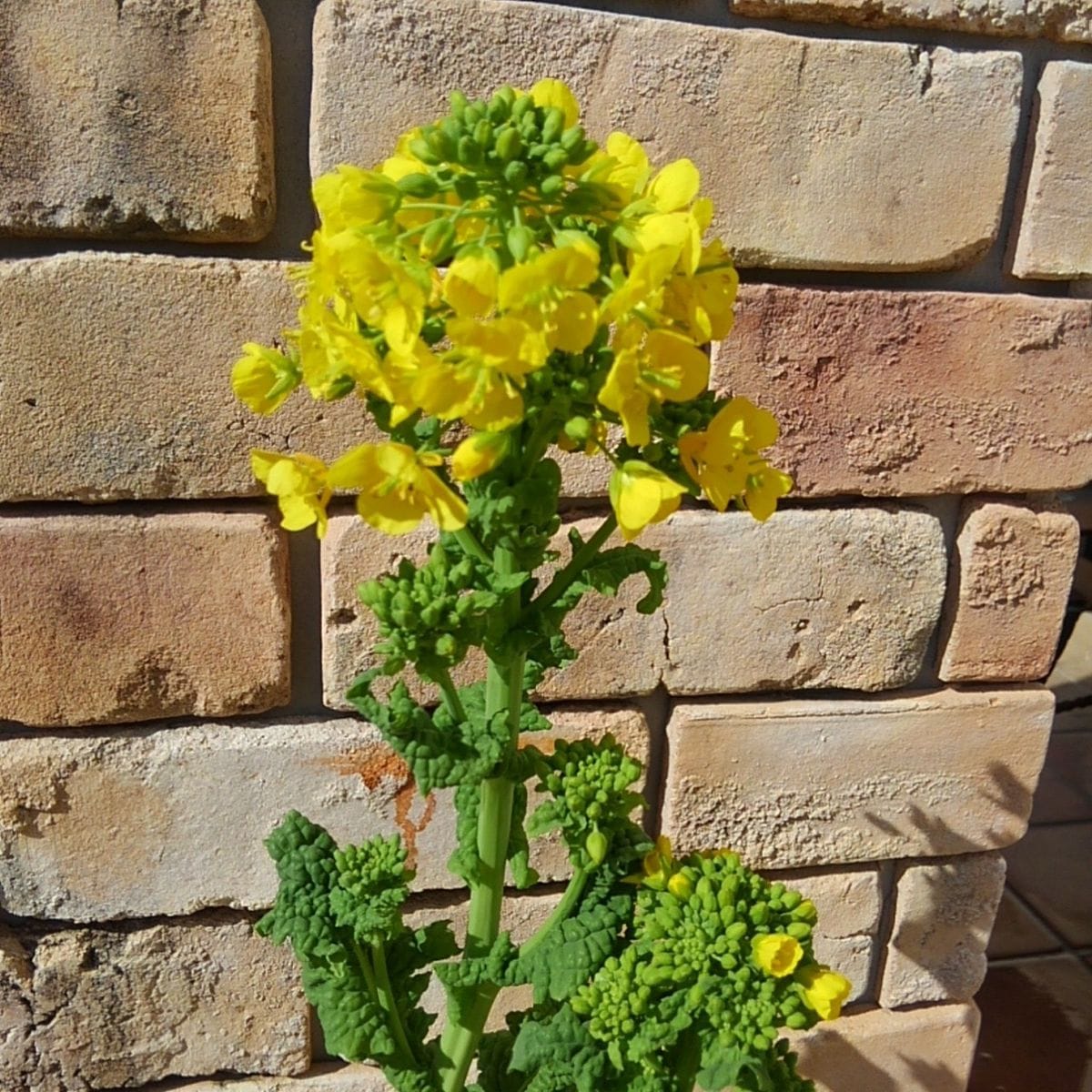 菜の花　春を感じるお花🌼