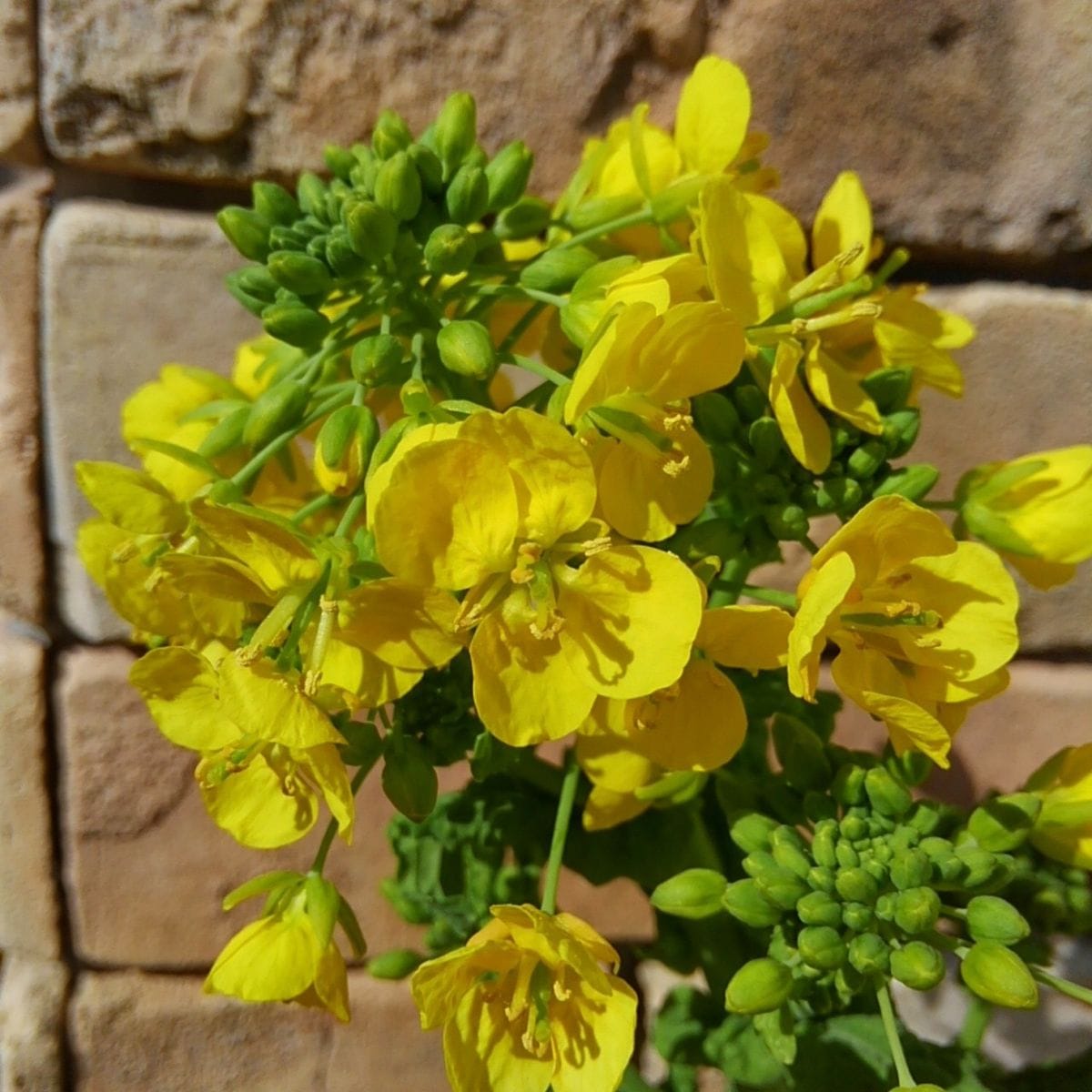 菜の花　春を感じるお花🌼