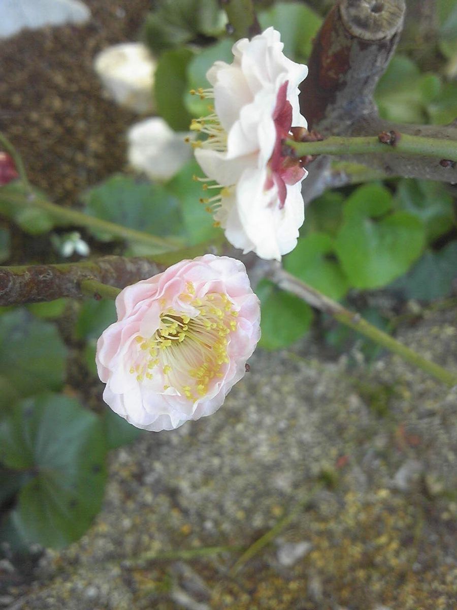 早春の花たち