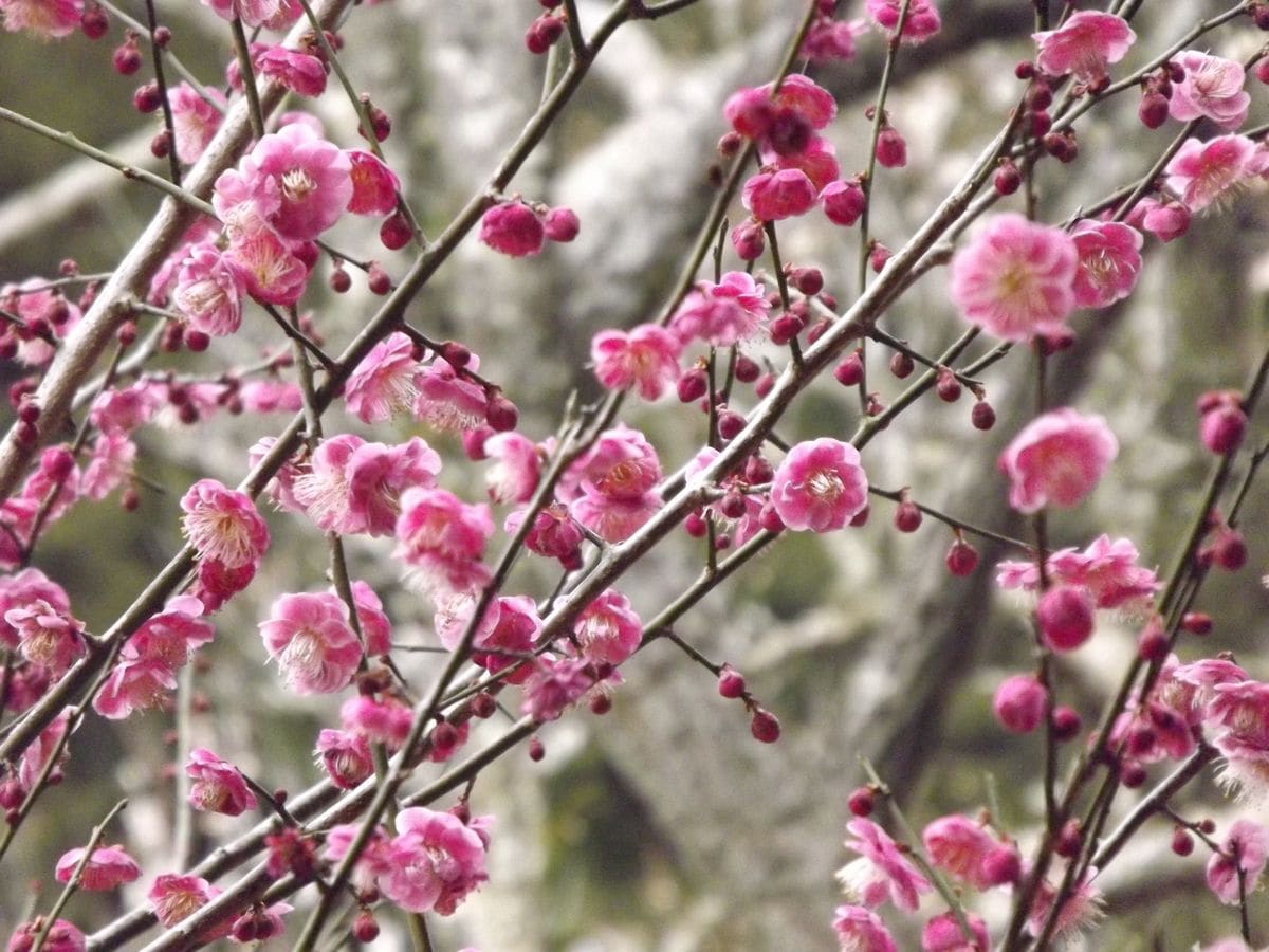 花より団子(*^_^*)