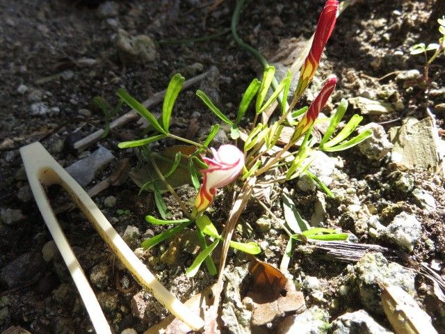 我が家の花時計