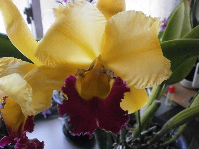 Blc.ChongGuu Chaffinh &#039;Ta-hsin&#039...