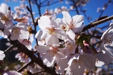 満開♪、花は満開♪