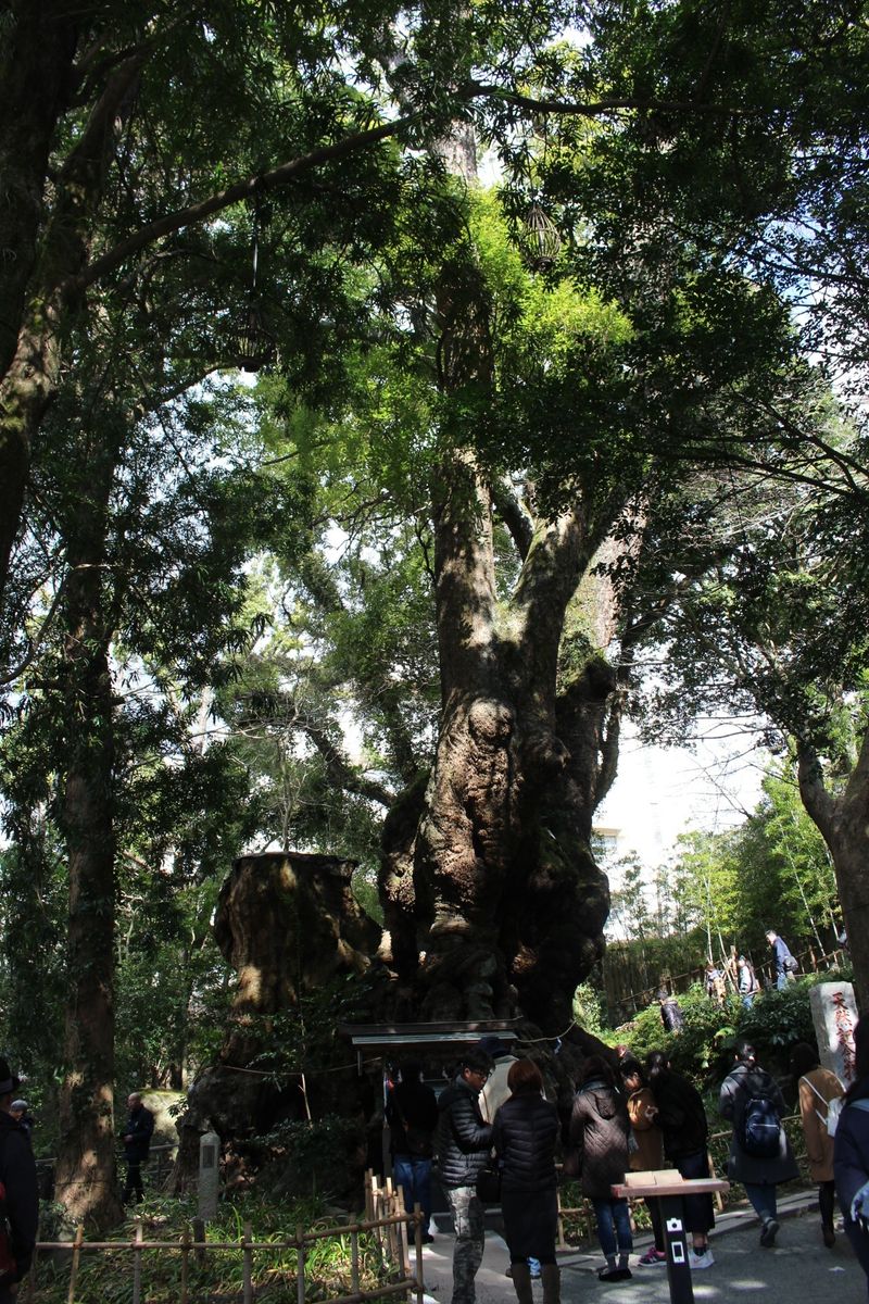 熱海梅園＆来宮神社