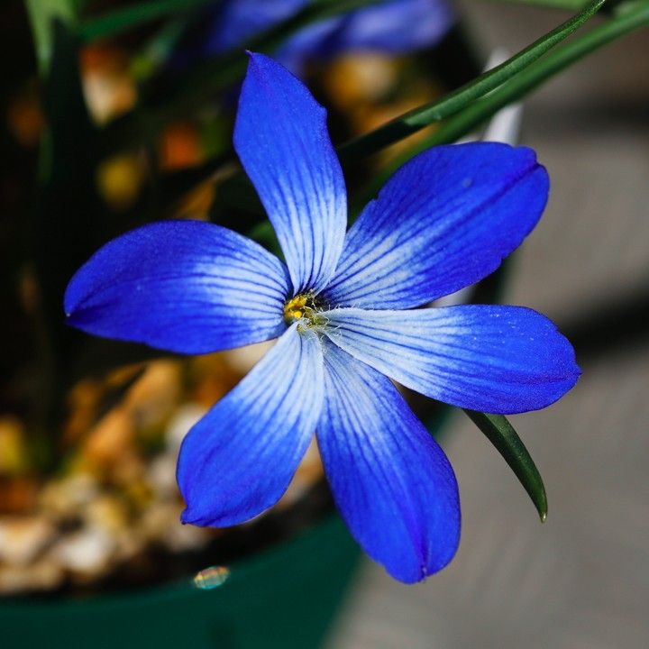 春の球根の花