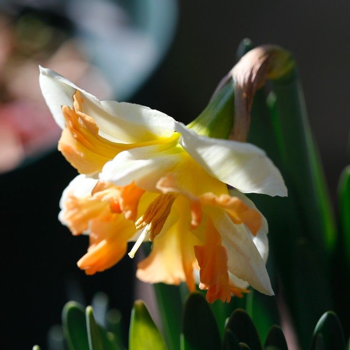 春の球根の花