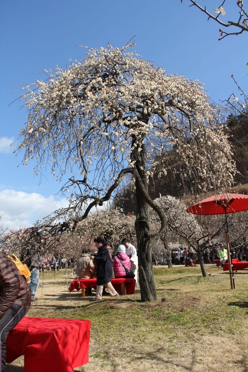 神崎緑地公園の梅祭り