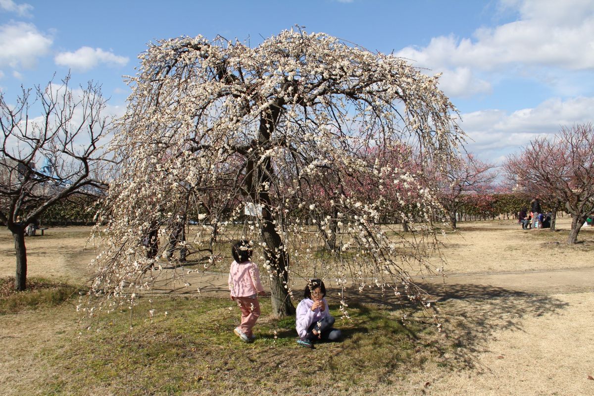 神崎緑地公園の梅祭り