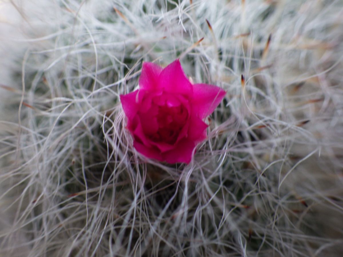 ピンク系の花