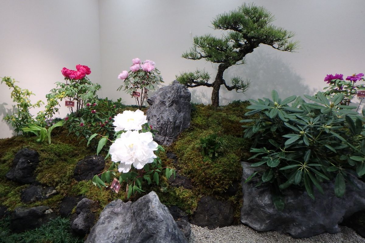 植物園に行って来ました４２（牡丹展）